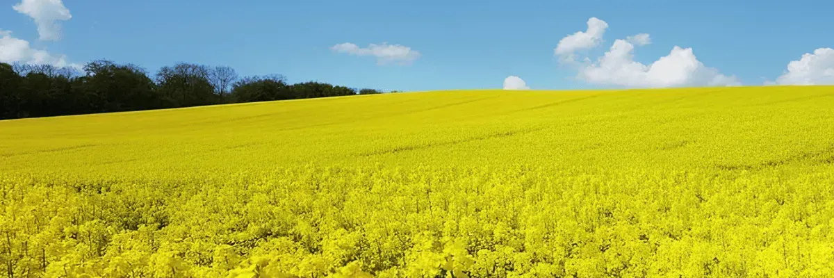 Конкуренція культур — соняшник, соя і ріпак: що вигідніше сьогодні